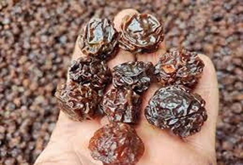 تصویر 1 از قیمت آلو خشک مراغه + خرید باور نکردنی